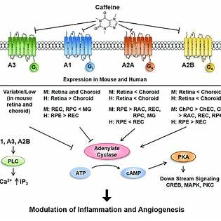 カフェインがアデノシンA1およびA2A受容体を競合的に遮断し、ドーパミン経路を活性化する作用機序
