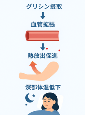 グリシンの摂取によって血管が拡張し、熱放出と深部体温低下を促して入眠を助ける仕組みの図解